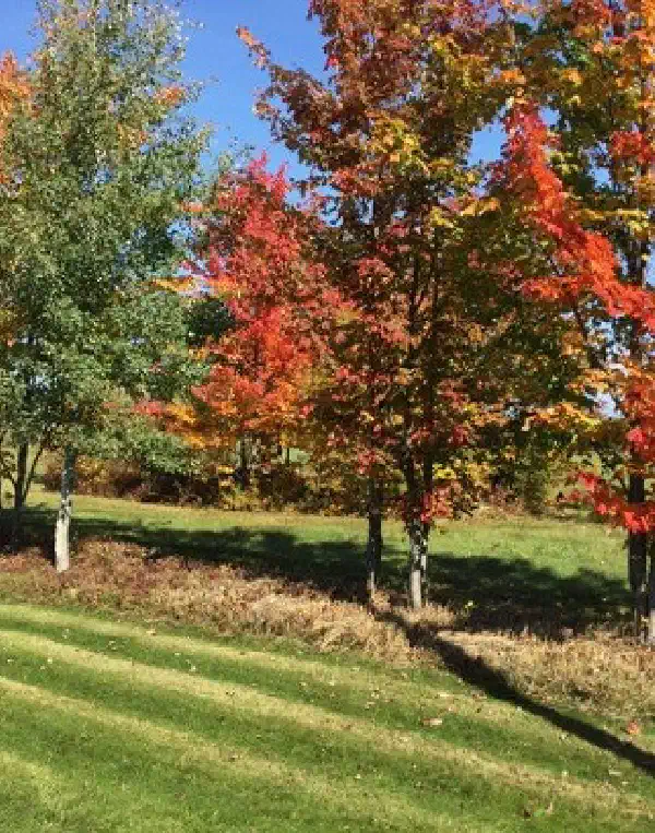 Colores de Otoño