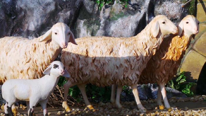 Presepio-San-Pietro-Natale-2016-11