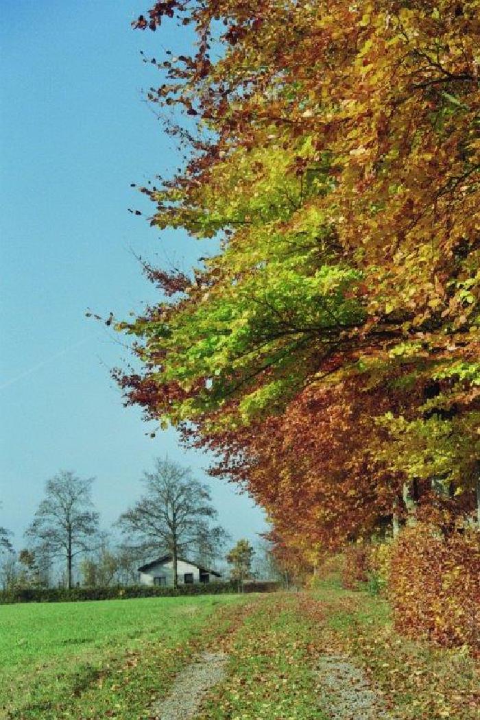 Maria-Frieden-1