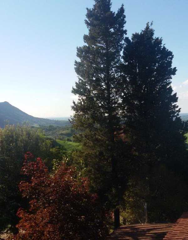 Order of Cistercians of the Strict Observance