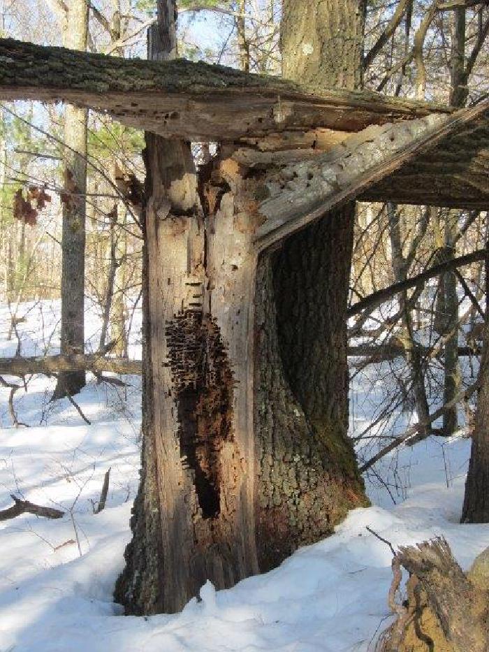 Wrentham-36