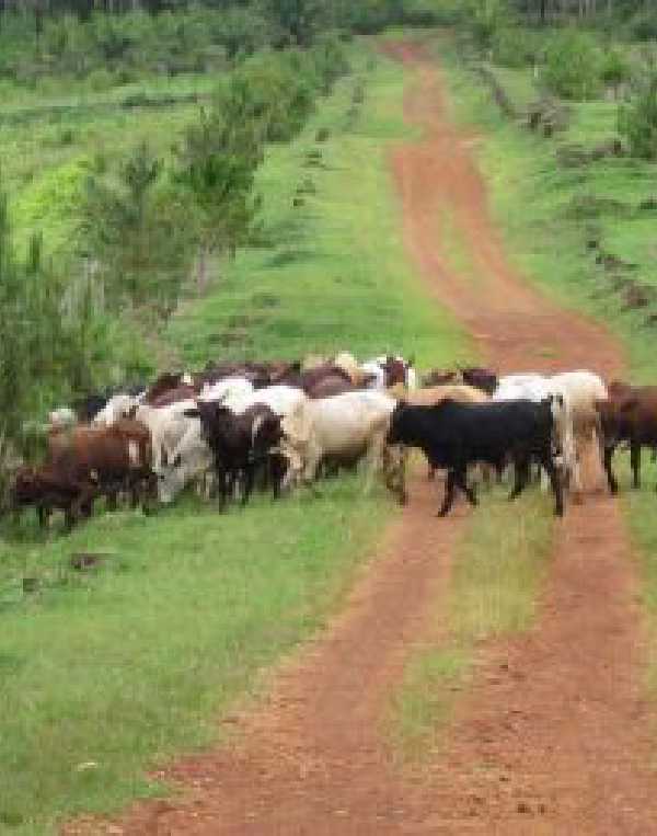 Order of Cistercians of the Strict Observance