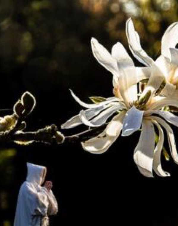 Order of Cistercians of the Strict Observance