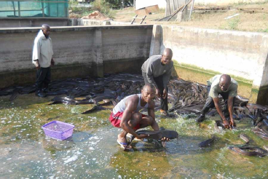 Order of Cistercians of the Strict Observance