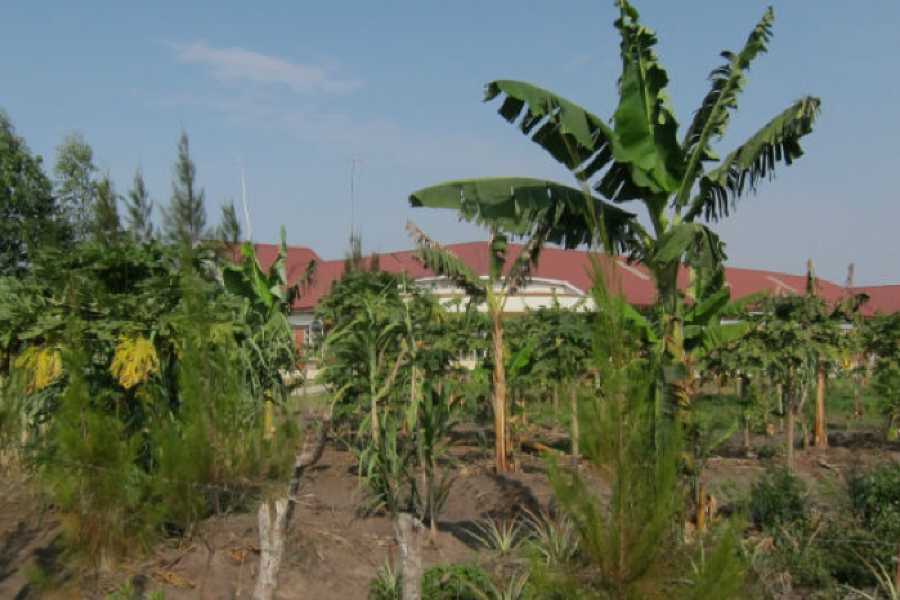 Order of Cistercians of the Strict Observance